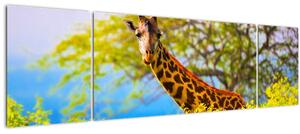 Obraz žirafy v Africe (170x50 cm)