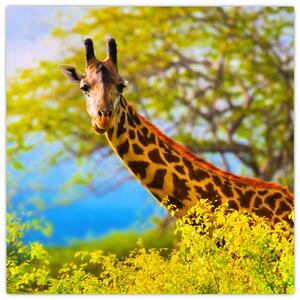 Obraz žirafy v Africe (30x30 cm)