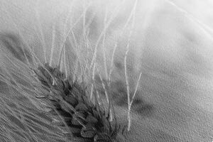Obraz pšeničné pole v černobílém provedení Varianta: 90x60