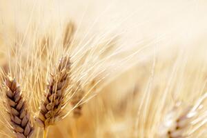 Obraz pšeničné pole Varianta: 60x40