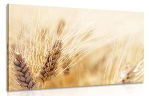 Obraz pšeničné pole Varianta: 90x60