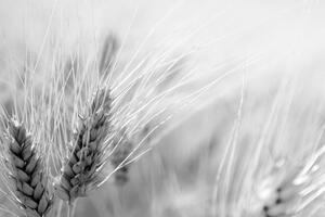 Obraz pšeničné pole v černobílém provedení Varianta: 90x60