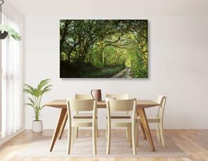 Obraz pohádkový les Varianta: 150x50