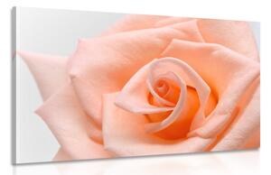 Obraz růže v broskvového odstínu Varianta: 90x60