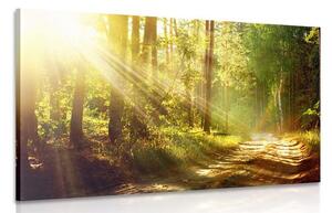 Obraz sluneční paprsky v lese Varianta: 90x60