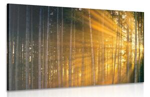 Obraz slunce za stromem Varianta: 60x40