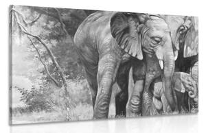 Obraz sloní rodinka v černobílém provedení Varianta: 60x40