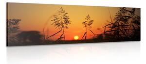 Obraz stébla trávy při západu slunce Varianta: 150x50