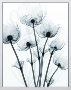 UMĚLECKÝ TISK, květiny, 40/50 cm Monee