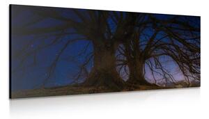 Obraz stromy v noční zemi Varianta: 120x60