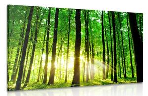Obraz svěží zelený les Varianta: 90x60