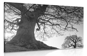 Obraz symbióza stromů v černobílém provedení Varianta: 120x80