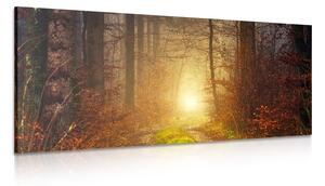 Obraz světlo v lese Varianta: 100x50