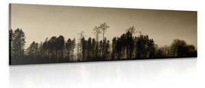 Obraz sépiový les Varianta: 120x40