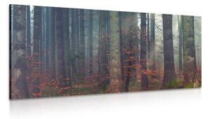 Obraz tajemství lesa Varianta: 100x50