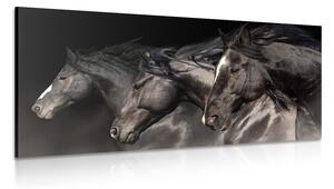 Obraz tři cválající koně Varianta: 100x50