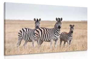 Obraz tři zebry v savaně Varianta: 60x40
