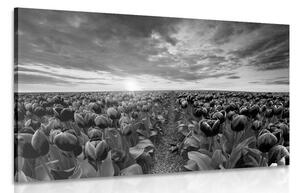 Obraz východ slunce nad loukou s tulipány v černobílém provedení Varianta: 60x40