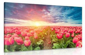Obraz východ slunce nad loukou s tulipány Varianta: 120x80