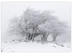 Obraz - Bílá zima (70x50 cm)
