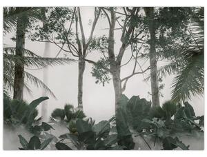 Obraz - Jungle v ranní mlze (70x50 cm)