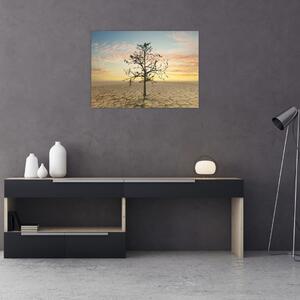 Obraz - Strom na poušti (70x50 cm)