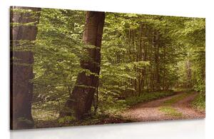 Obraz zelený les Varianta: 90x60