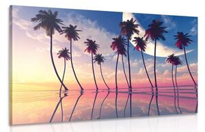 Obraz západ slunce nad tropickými palmami Varianta: 120x80