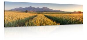 Obraz západ slunce nad pšeničným polem Varianta: 135x45