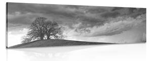 Obraz černobílé osamělé stromy Varianta: 150x50