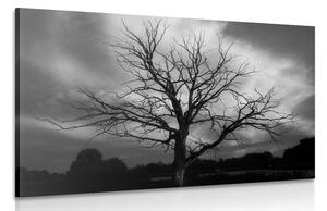 Obraz černobílý strom na louce Varianta: 120x80