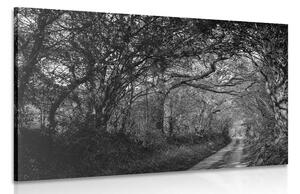 Obraz černobílý les Varianta: 60x40