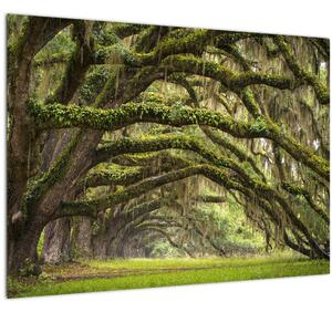 Obraz - Oaks Avenue, Charleston, Jižní Karolína, USA (70x50 cm)