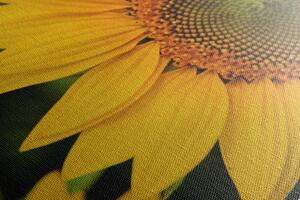 Obraz žlutá slunečnice Varianta: 120x80