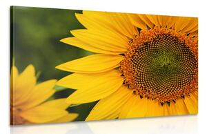 Obraz žlutá slunečnice Varianta: 90x60