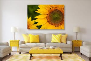 Obraz žlutá slunečnice Varianta: 120x80