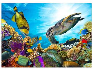 Obraz korálového útesu (70x50 cm)
