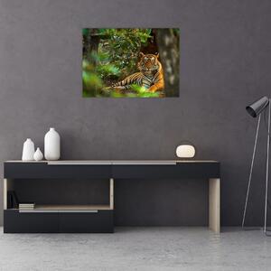 Obraz odpočívajícího tygra (70x50 cm)