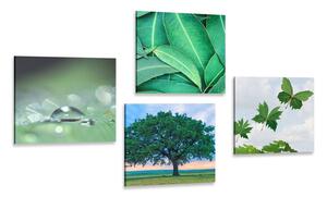 Set obrazů příroda plná zeleně Varianta: 4x 40x40