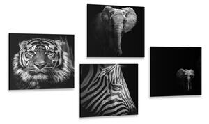 Set obrazů zvířata v černobílém stylu Varianta: 4x 40x40