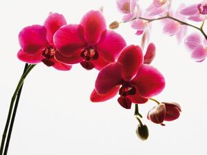 1Wall fototapeta Orchidej 315x232 cm