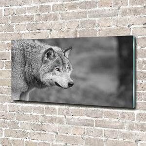 Foto obraz fotografie na skle Šedý vlk cz-osh-100x50-f-125421387
