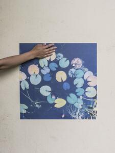 Plakát Water lilies 50x50 cm