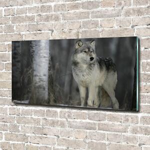 Foto obraz fotografie na skle Šedý vlk pl-osh-140x70-f-57875164