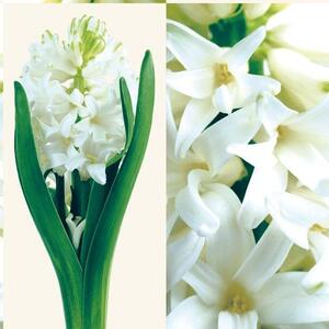 Ubrousky Hyacinty 3400251