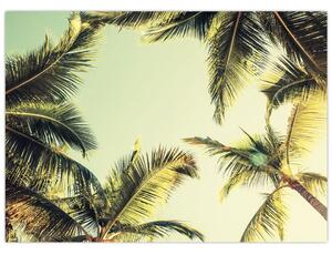 Obraz s kokosovými palmami (70x50 cm)