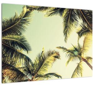 Skleněný obraz s kokosovými palmami (70x50 cm)