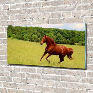 Fotoobraz skleněný na stěnu do obýváku Kůň na louce cz-osh-100x50-f-68119926