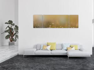 Obraz - Olejomalba sedmikrásek (170x50 cm)