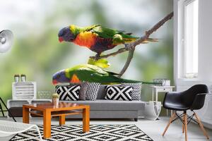 DIMEX | Vliesová fototapeta Duhový papoušek MS-5-0400 | 375 x 250 cm | zelená, modrá, oranžová